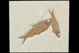 Two Beautiful Fossil Fish (Knightia) - Wyoming #116761-1